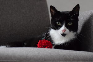 Katze und Rose