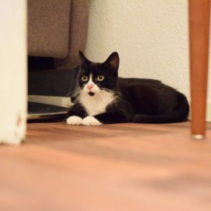 Fenton und Dr. Schwarzschild